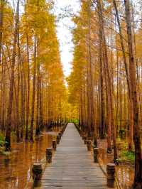 成都水杉紅了，很多人不知道這個寶藏公園