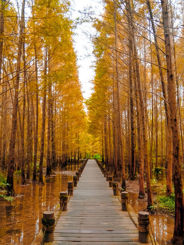 成都水杉紅了，很多人不知道這個寶藏公園