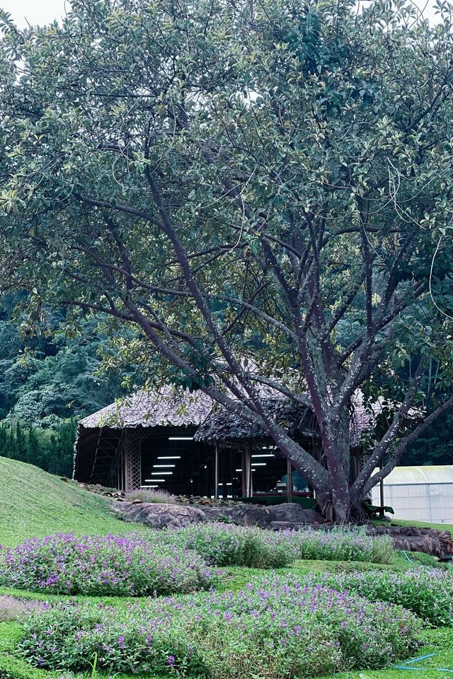 清邁親子遊 依山而建的詩麗吉皇后植物園妥妥的大氧吧