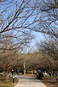 廣州 | 香雪公園的梅花怒放了(附路線)