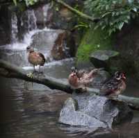 Singapore Zoo