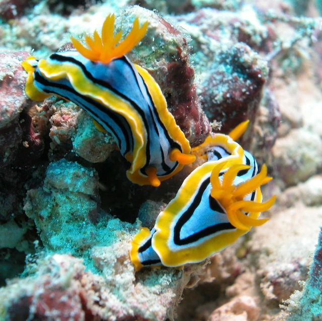 Great Barrier Reef, Queensland