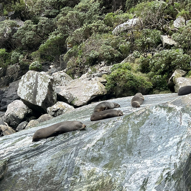 Best of Milford Sound