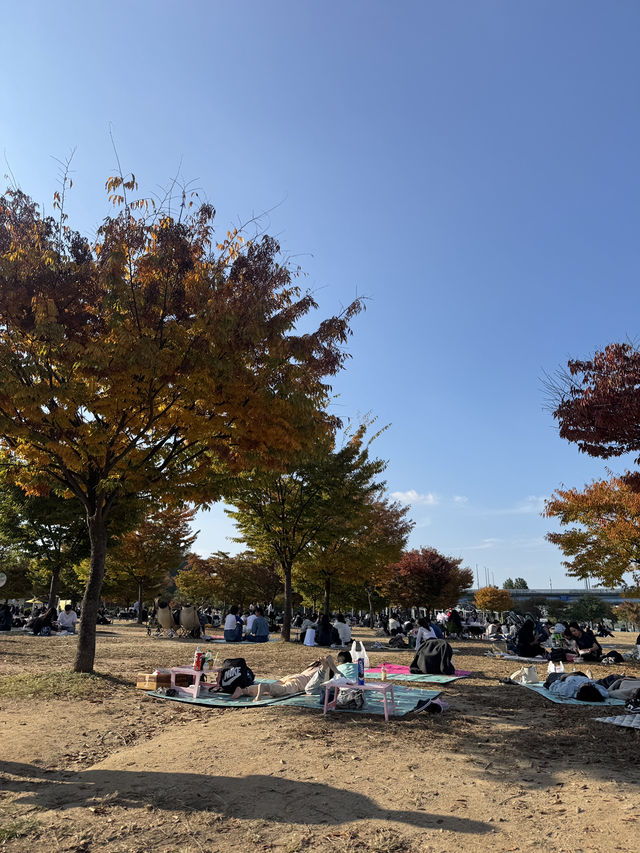 여의도 한강공원 김밥 페스티벌, 한강공원 피크닉