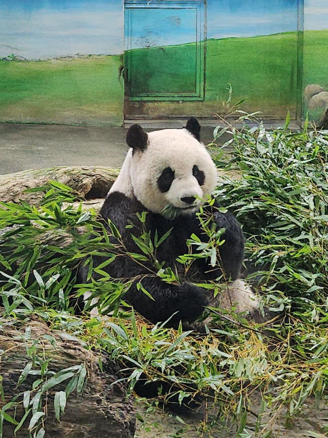 親子必去🇼🇸台北市木柵動物園