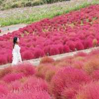 Let Nature’s Colour Paint Your Soul! -Hitachi Seaside Park