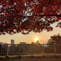 盛岡城跡的紅葉與日出，紐時評選必訪的城市第二名