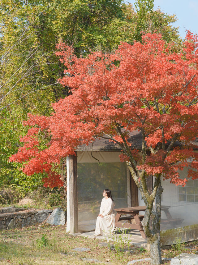 (실시간) 김제 금산사 갔다가 들르면 좋을 단풍 뷰 카페🍁❤️