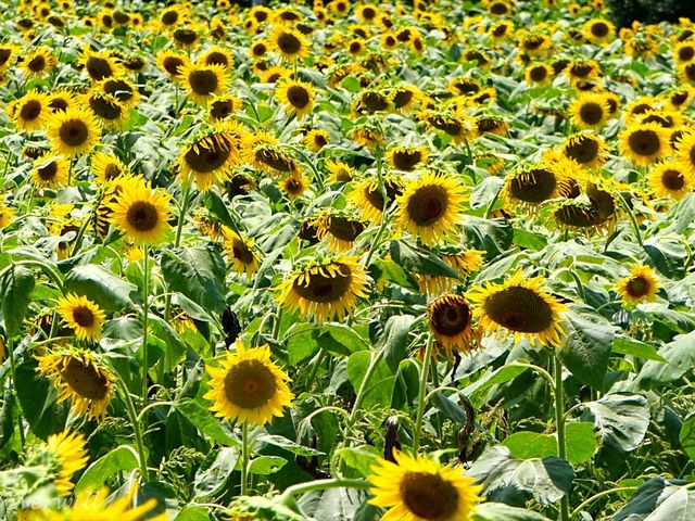 【埼玉県】埼玉屈指の花の名所！四季折々の花が楽しめる「幸手権現堂桜堤」