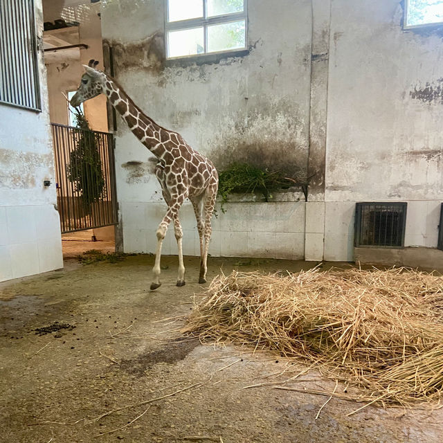 🔥來重慶動物園看熊貓寶寶了🐼🍼❤️