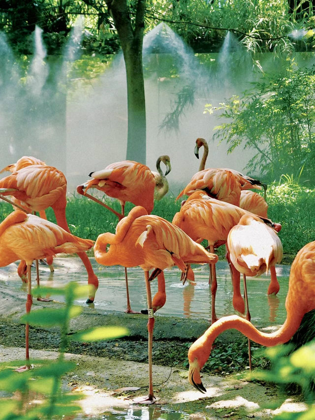 漫步自然——上海動物園的悠然探訪