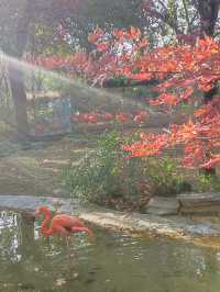 上海動物園從沒讓我失望過