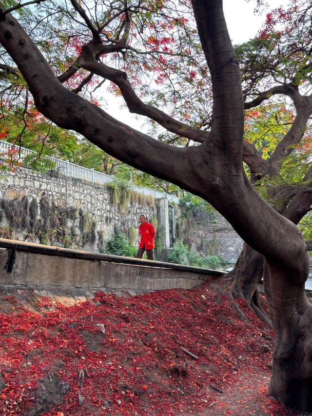 攀枝花｜蘇鐵中路鳳凰花