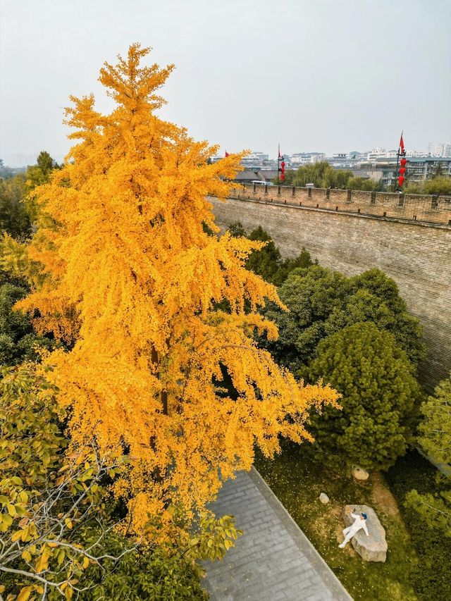 答應我一定要來西安城牆根兒賞秋啊。