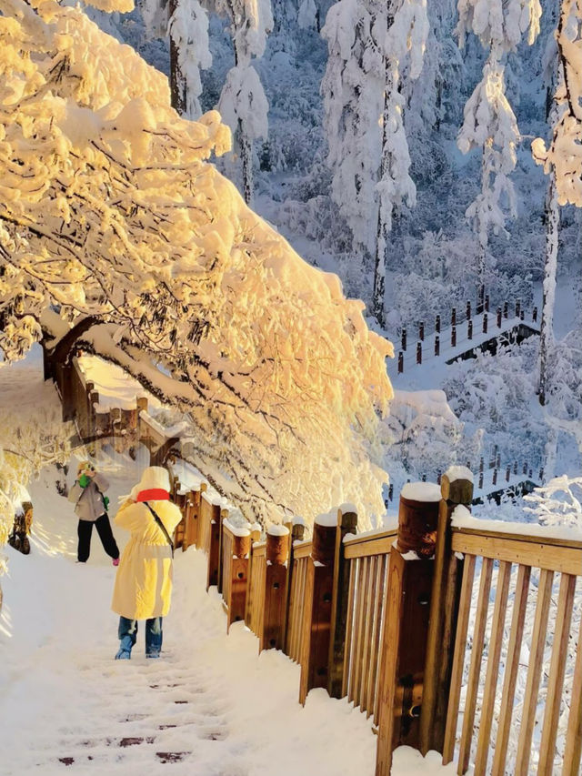 原來四川都有這種雪景，不用再去東北看雪了。