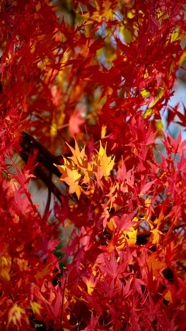 在棲霞山拍到了南京紅葉天花板