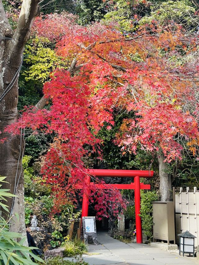 日本·神奈川鎌倉