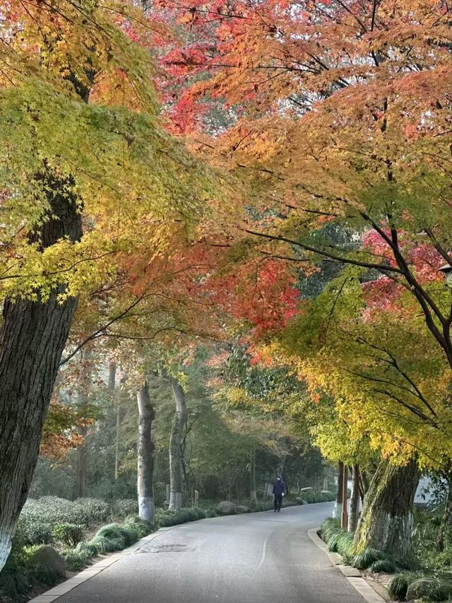 360°森林氧吧雅適（西湖風景名勝區店）