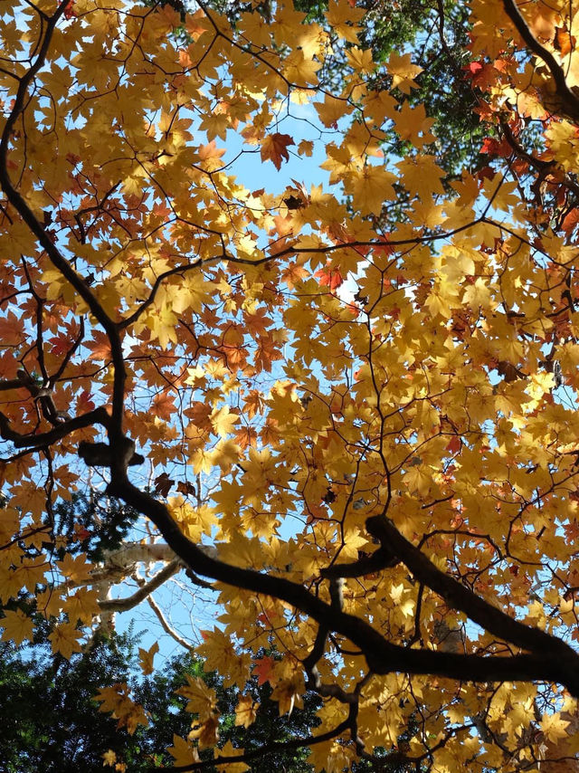 Autumn in Kamikochi ใช้คำว่าสวยได้เปลืองมาก🍁🍂