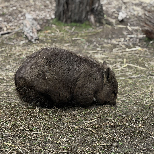  "Moonlit Sanctuary: A Day with Australia’s Wild Wonders"