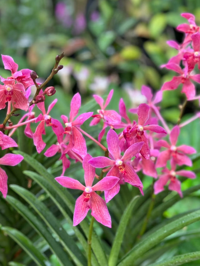 A visit to Singapore botanic garden 🪴 