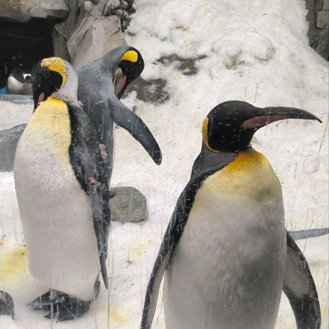 【墨爾本海洋生物水族館】是可近距離觀看海洋生物,實屬難得,來吧！