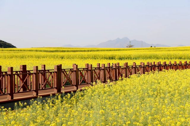 雲南羅平油菜花旅遊攻略（二）