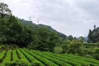 這裡被譽為最美茶園——老霧沖景區。