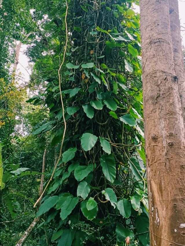 Xishuangbanna Botanic Garden: Real Jungle Garden!