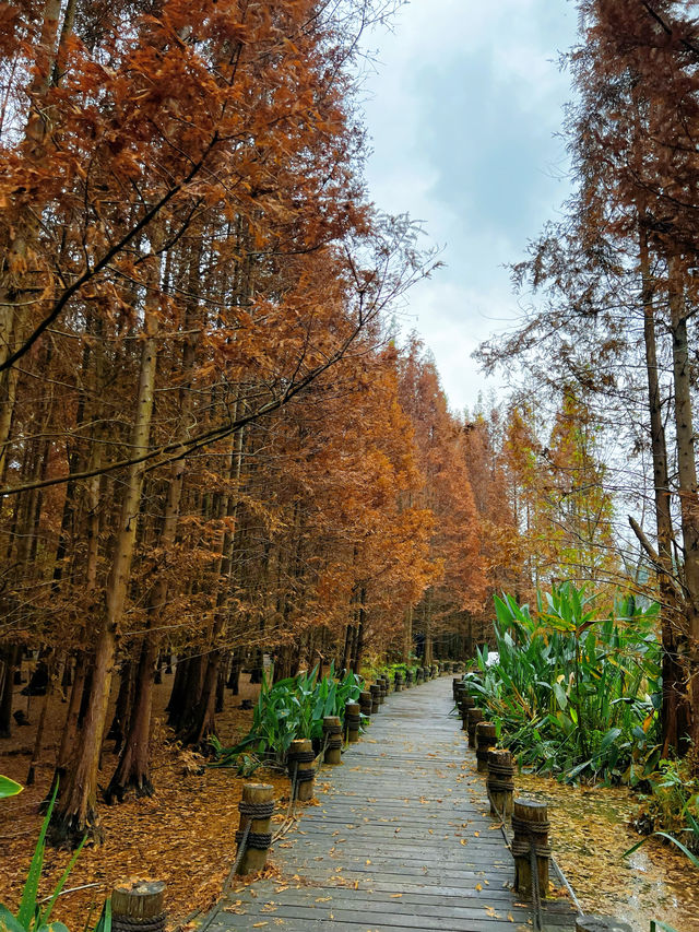 成都水杉紅了，很多人不知道這個寶藏公園