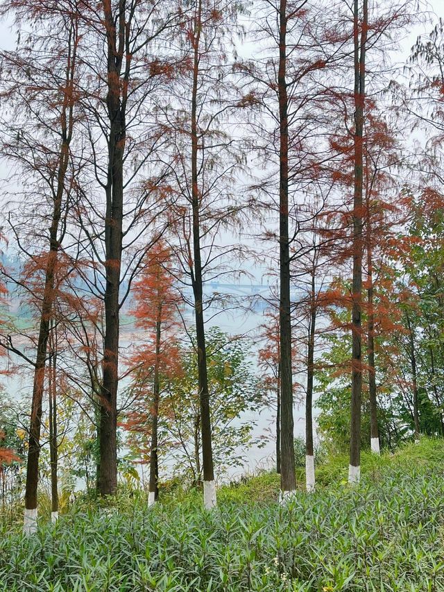 重慶金海灣濱江公園