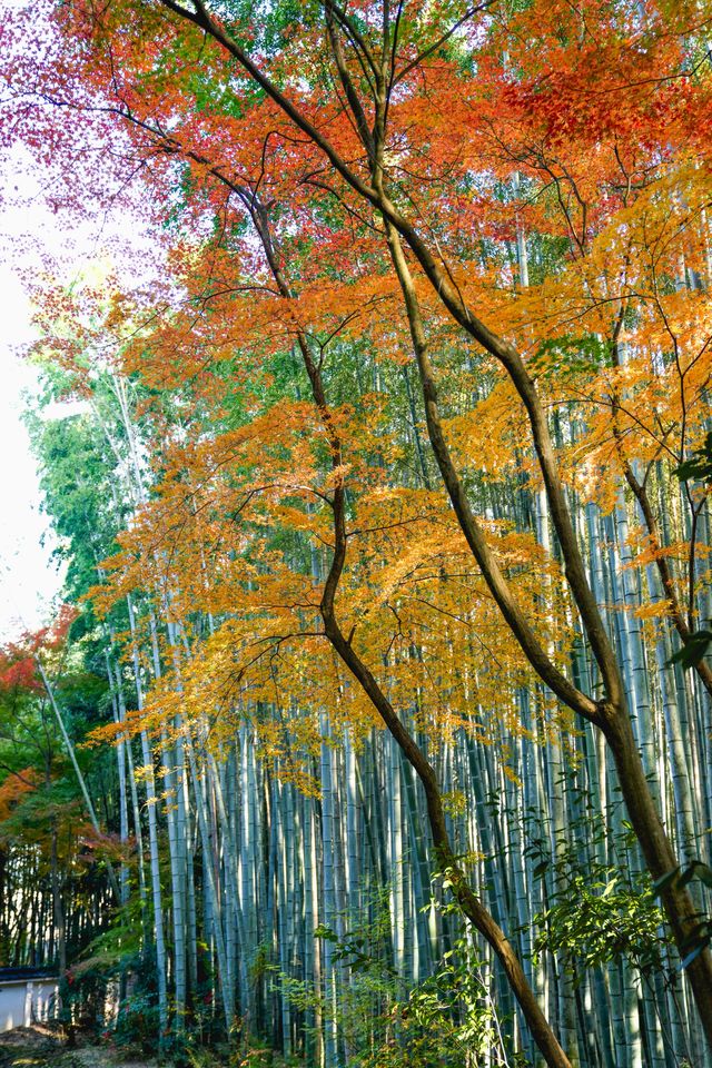 地藏院｜竹林幽徑，禪意盎然——一休和尚的出生地點