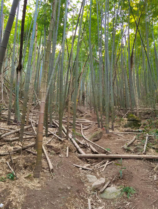 在鸬鳥山，感受大自然的鬼斧神工