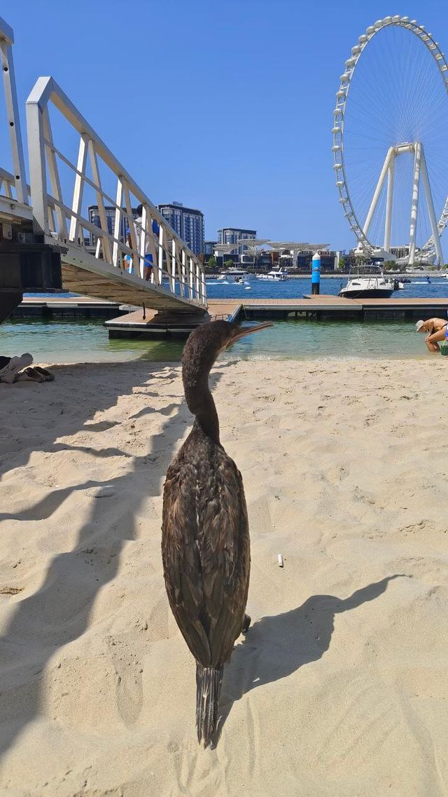 迪拜濱海酒店體驗完美住宿