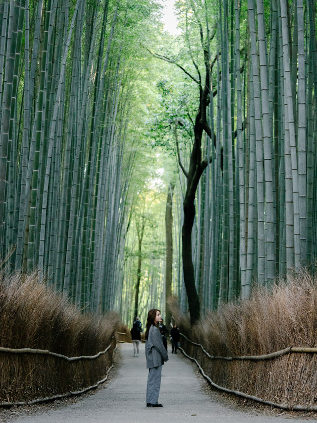 京都嵐山竹林