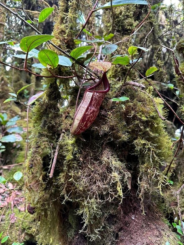 Unforgettable Adventure in Mossy Forest