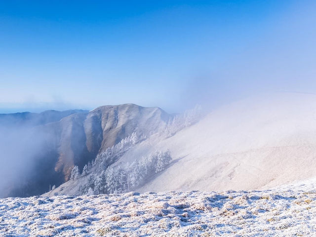 劍山樹冰