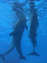 Dive into Wonder at Uminonakamichi Marine World Fukuoka🌊