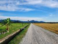 A breathtaking scene of padfy field at Balik Pulau