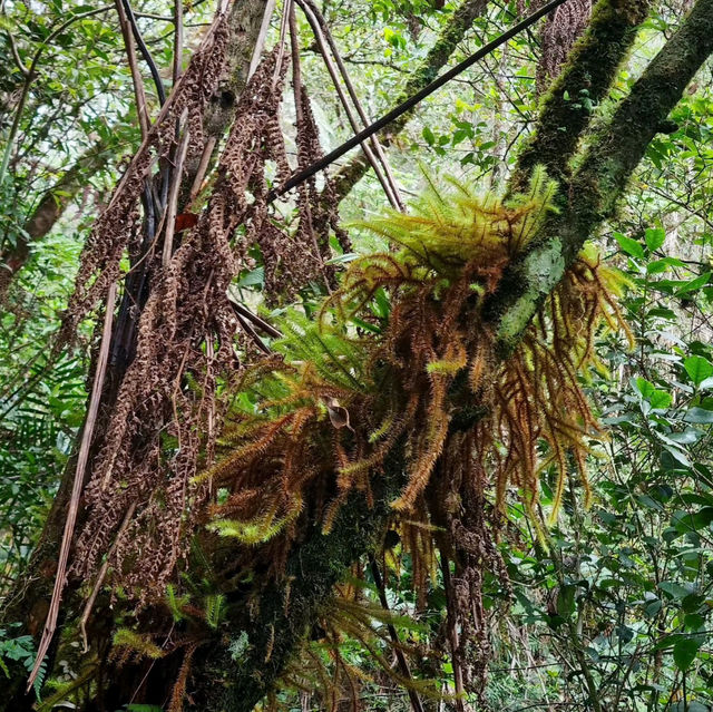 Conquering Mount Kinabalu: A 3-Day, 2-Night Adventure to the Roof of Borneo