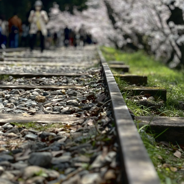 京都櫻花之旅 - 蹴上傾斜鐵道