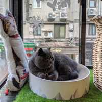 cat cafe