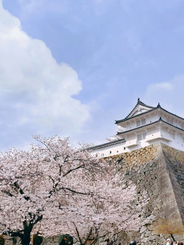 Himeji the best castle in Japan 🇯🇵