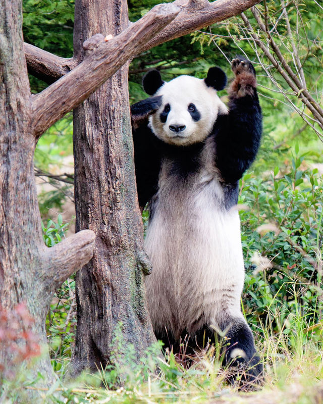 PANDAAAA 🐼 in the Ueno Zoo