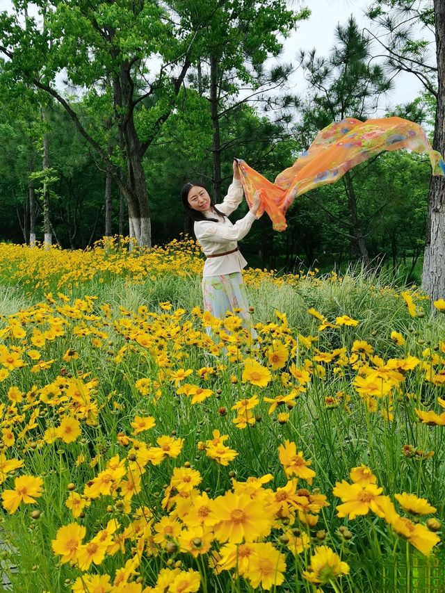 愛麗絲夢遊仙境——金雞菊也有春天