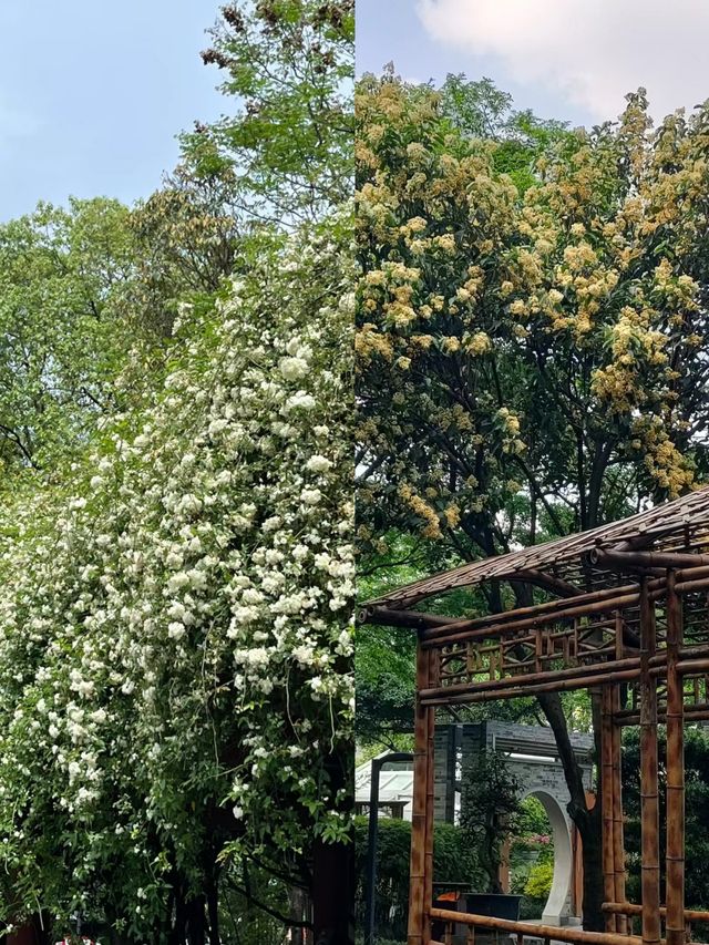 成都人民公園茶館，感受成都人民的慢生活～