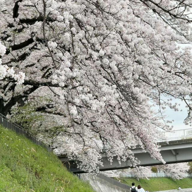 如有天櫻花再開，期望可再次踏足鴨川觀賞