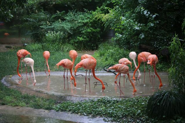 看看動物可愛樣，找找童年的記憶~~上海動物園。