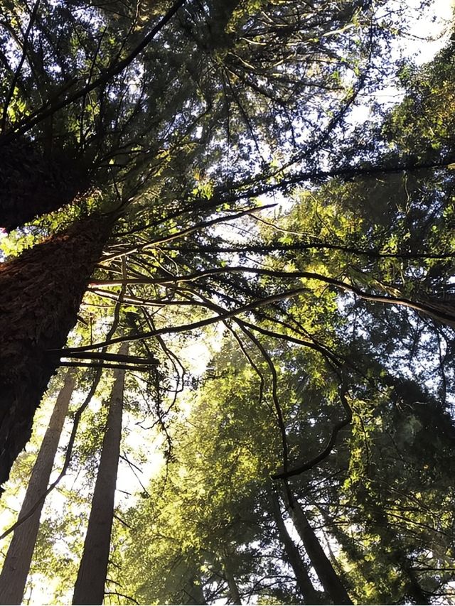 奧克蘭秘境：懷塔克雷山脈的徒步天堂。