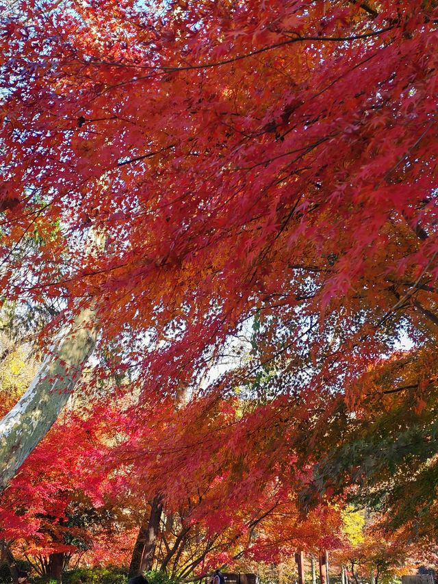 秋天的栖霞山，紅得讓你不敢相信